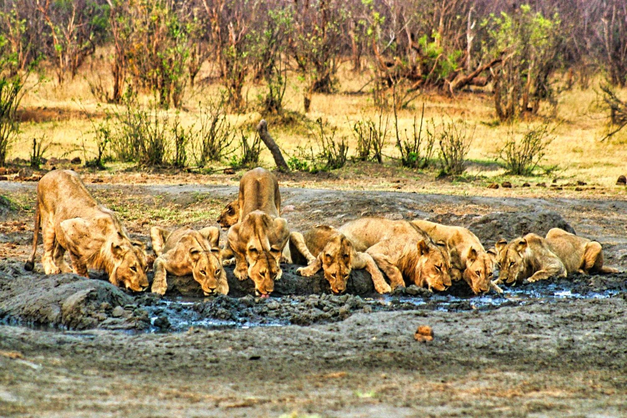 Room In Villa - Zambezi Family Lodge - Elephant Room วิกตอเรียฟอลส์ ภายนอก รูปภาพ